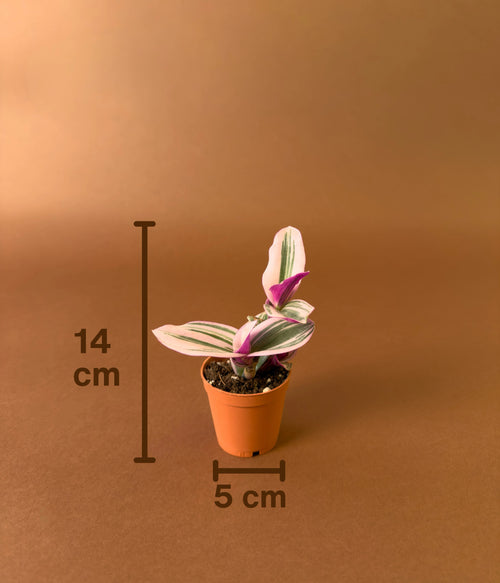 Telgraf Çiçeği (tradescantia 'nanouk')