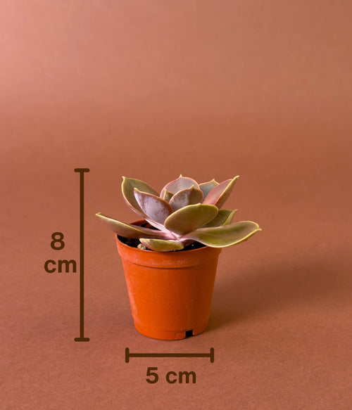 Echeveria Sukulent (Echeveria sp.)
