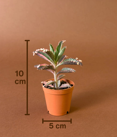 Aşkın Gözyaşları (Kalanchoe × houghtonii 'pink butterflies')