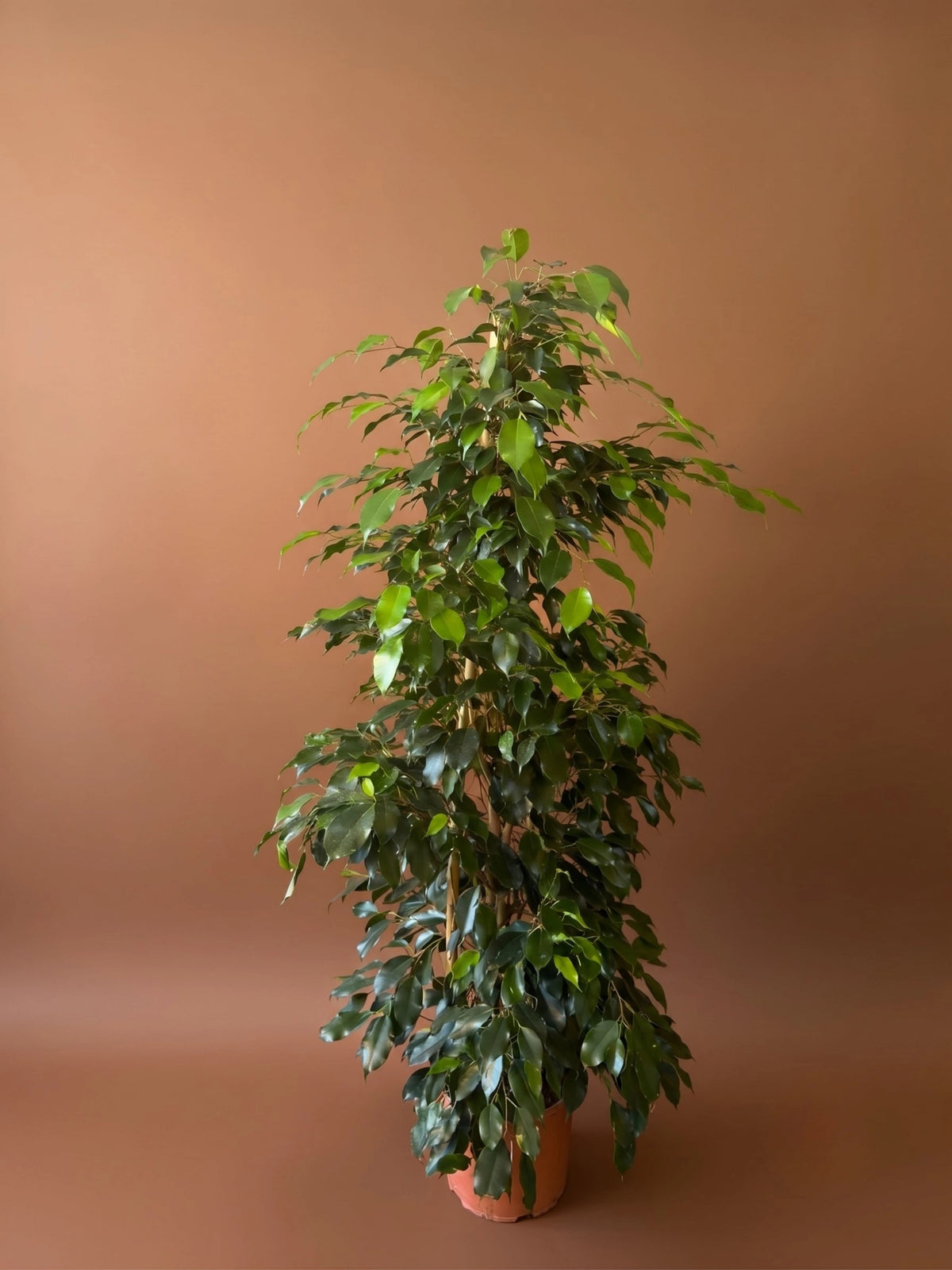 Benjamin Danielle (Ficus benjamina 'Danielle'), Kalın yapraklı form, görsel 1 / 2