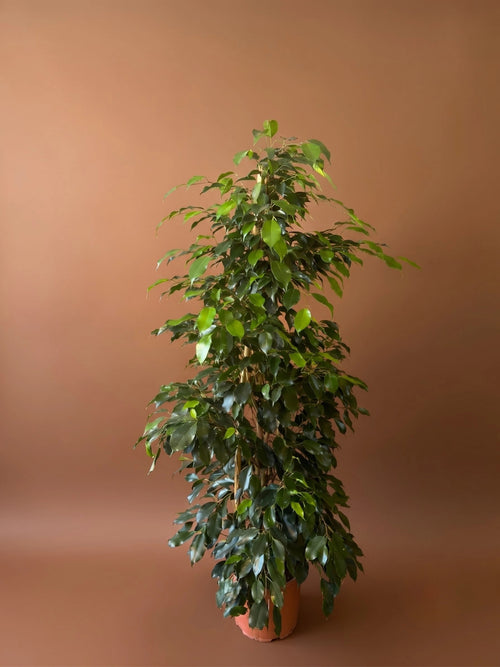 Benjamin Danielle (Ficus benjamina 'Danielle')