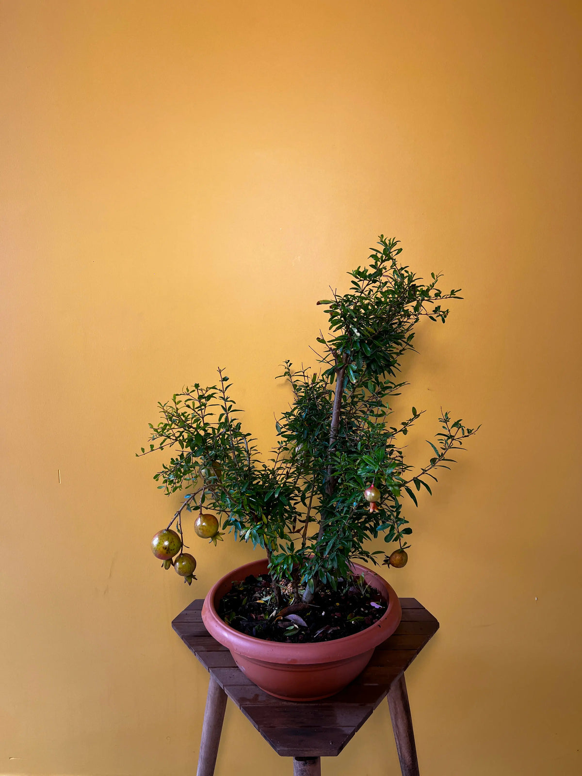 Bonsai Süs Narı (Punica granatum nana), görsel 1 / 3