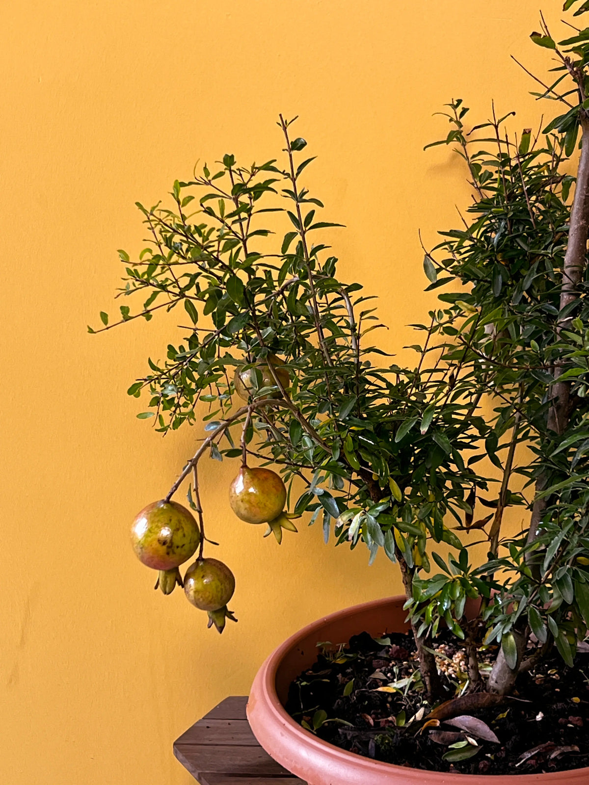 Bonsai Süs Narı (Punica granatum nana), görsel 2 / 3