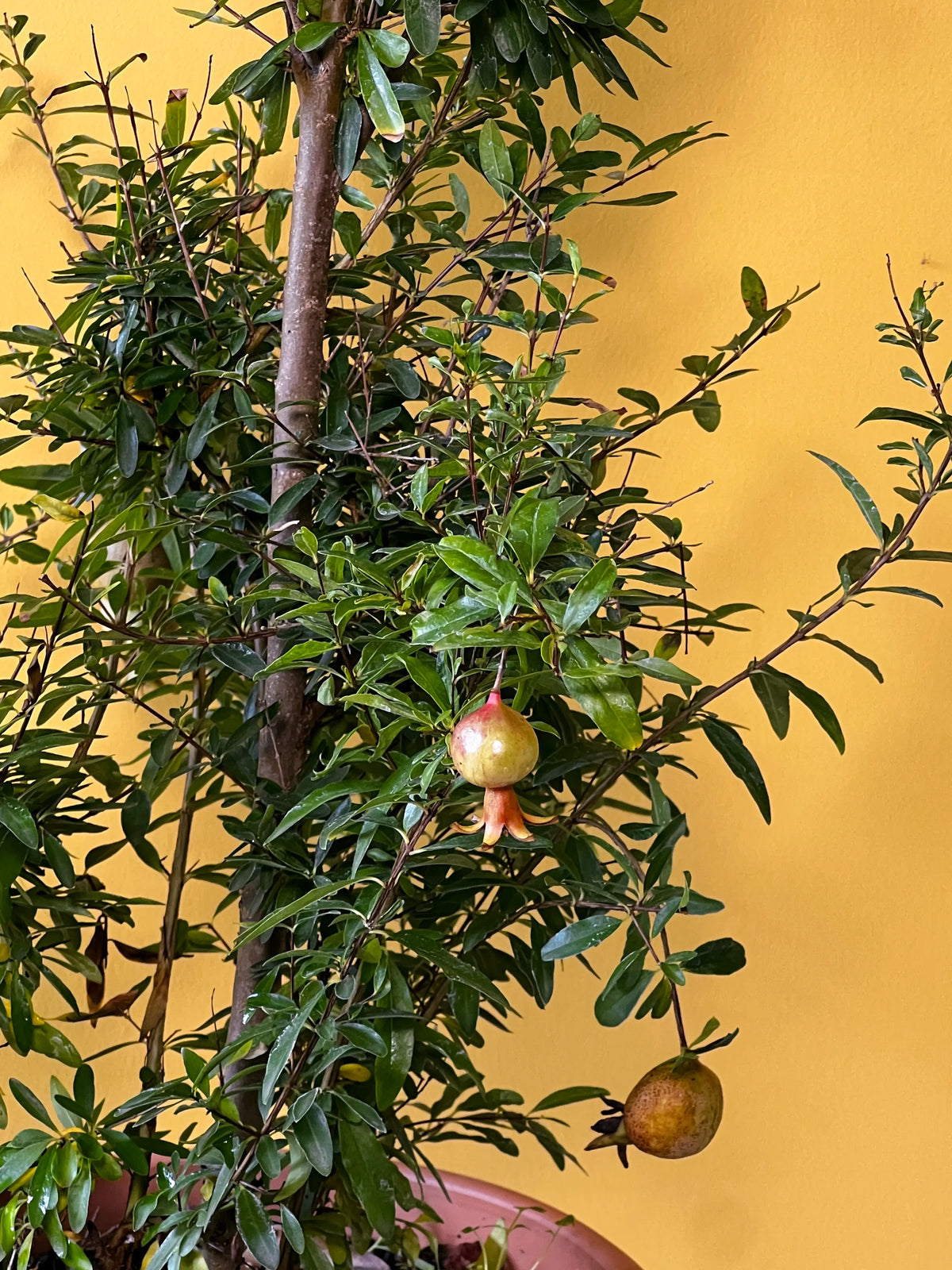 Bonsai Süs Narı (Punica granatum nana), görsel 3 / 3
