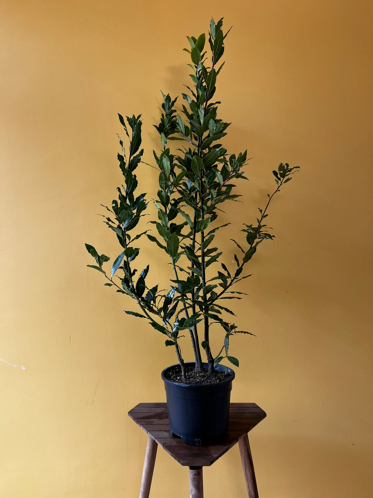 Defne (Laurus nobilis), Büyük boy, görsel 1 / 4