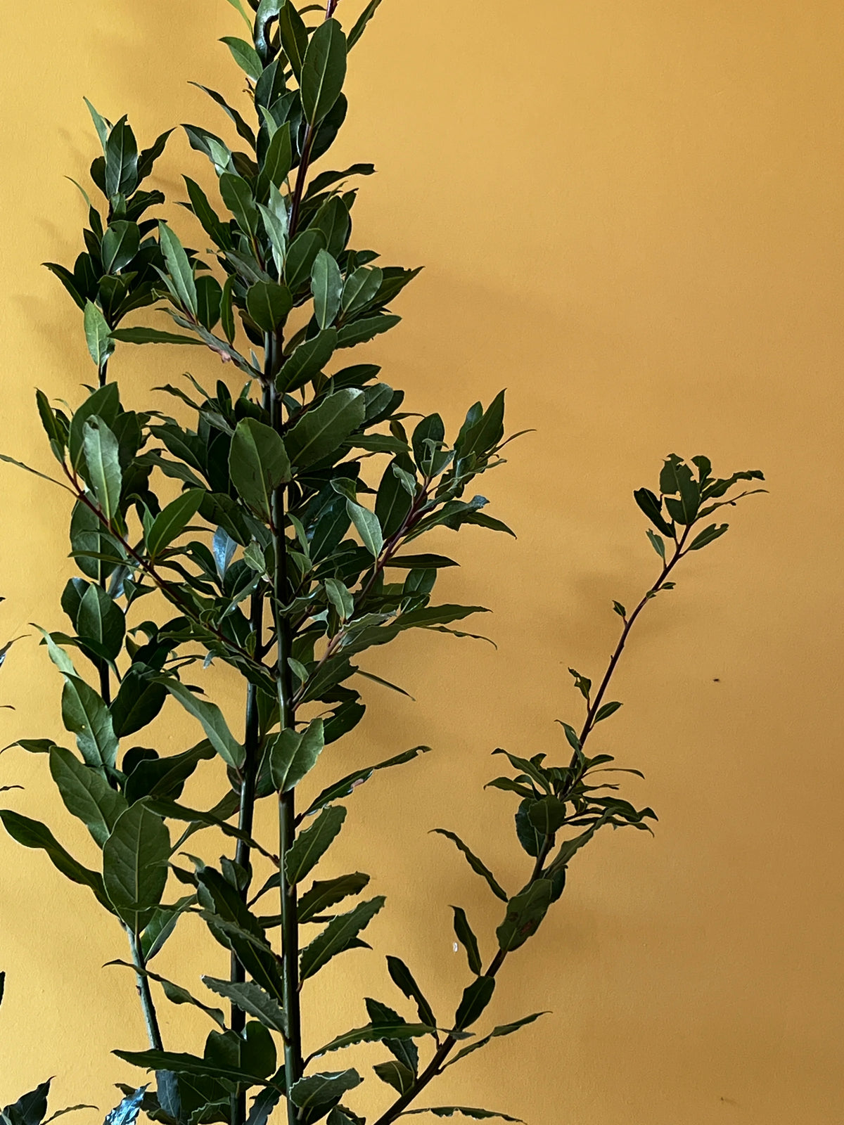 Defne (Laurus nobilis), Büyük boy, görsel 3 / 4