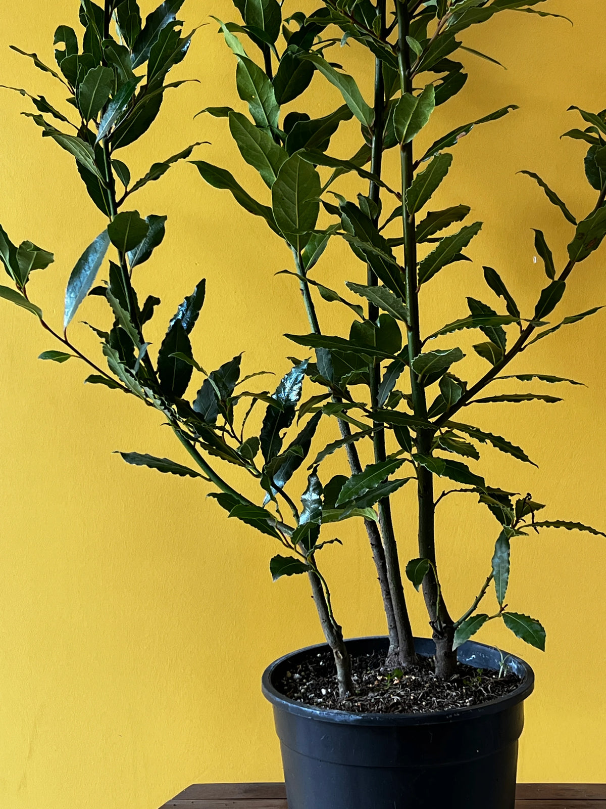 Defne (Laurus nobilis), Büyük boy, görsel 4 / 4
