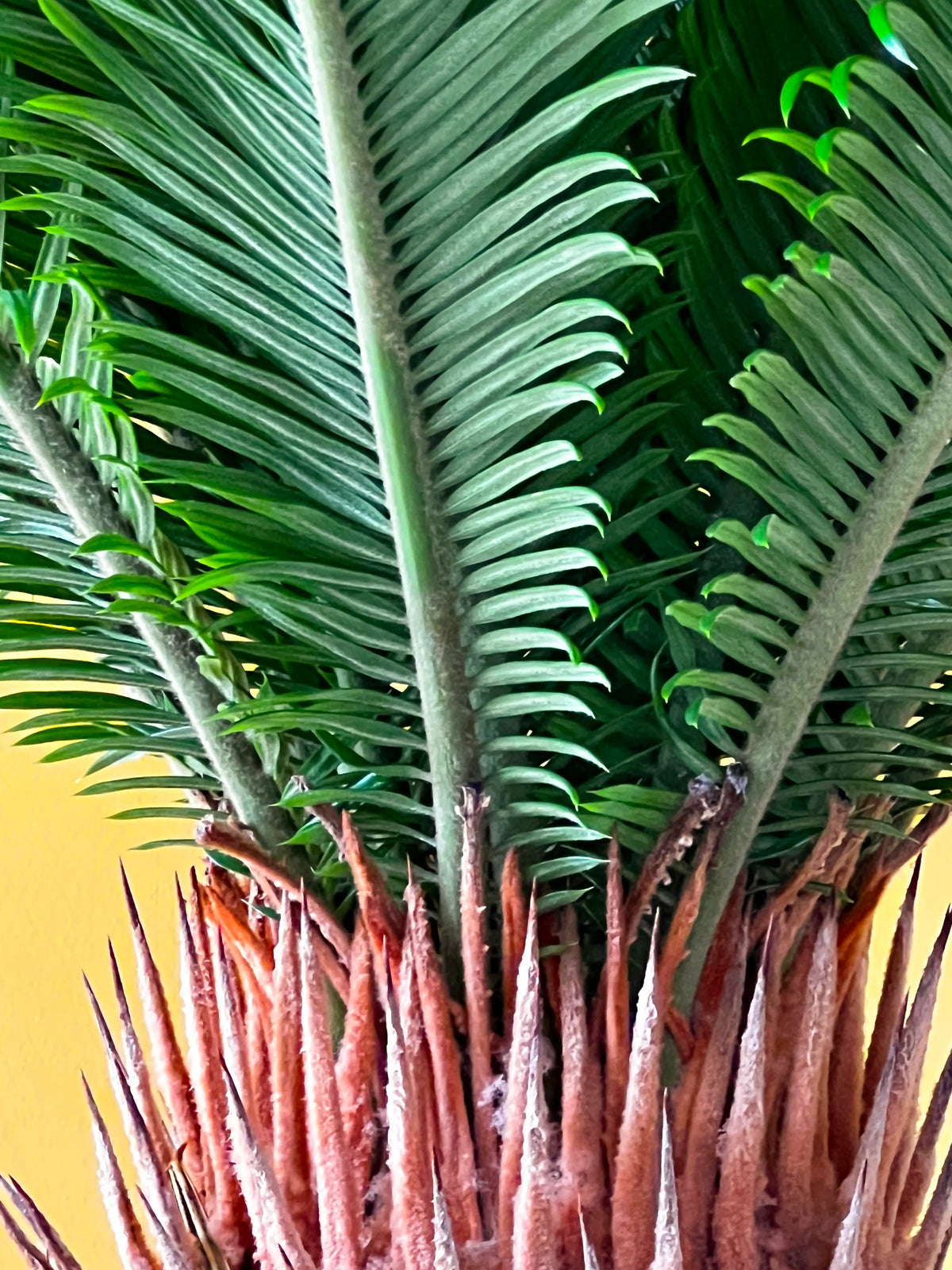 Japon Hurması (Cycas), görsel 3 / 6