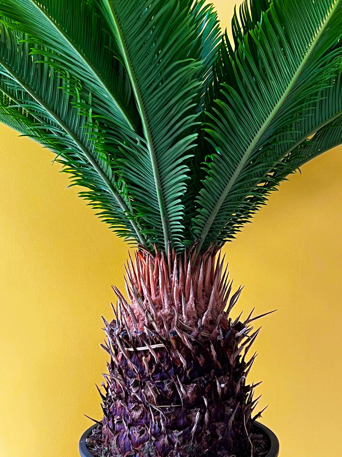Japon Hurması (Cycas), görsel 2 / 6