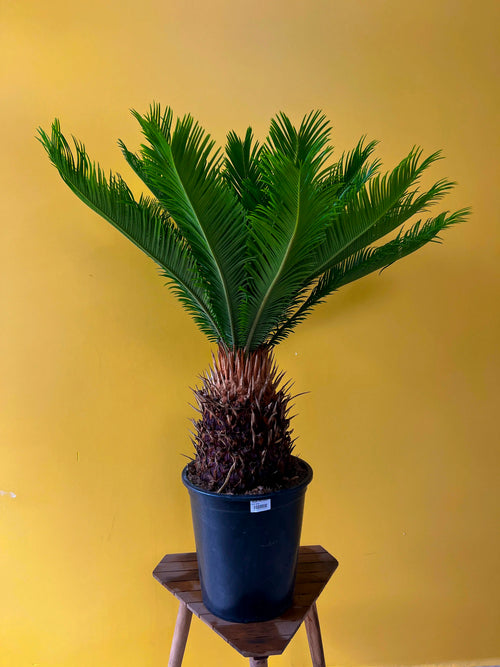 Japon Hurması (Cycas)