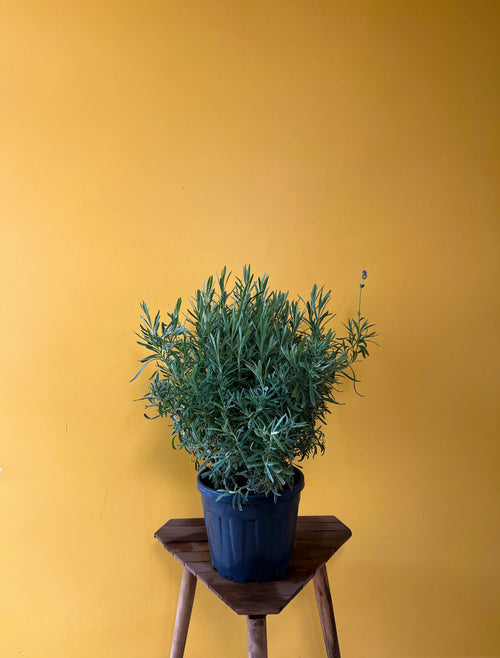 Lavanta (Lavandula angustifolia)
