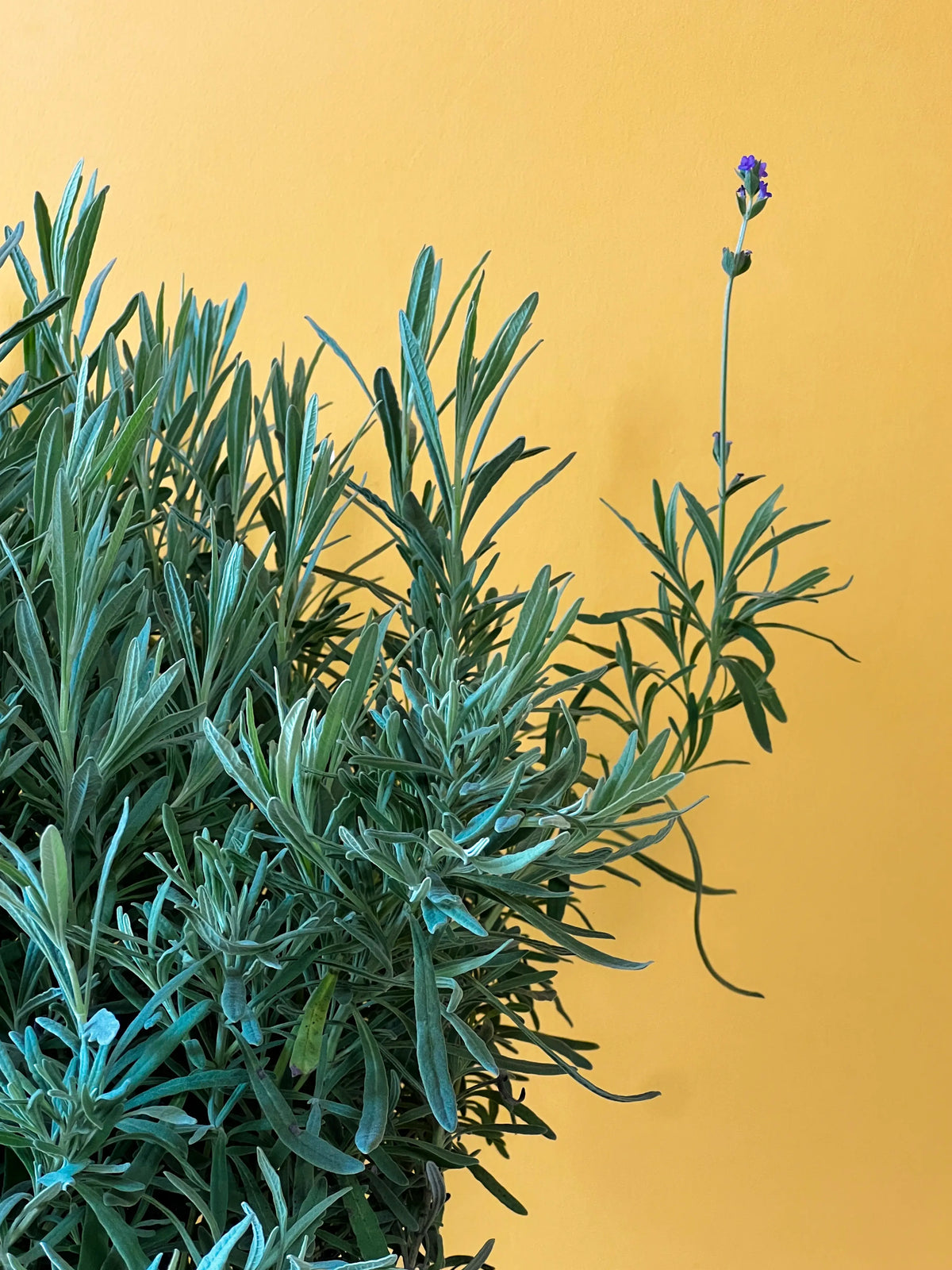 Lavanta (Lavandula angustifolia), görsel 3 / 3