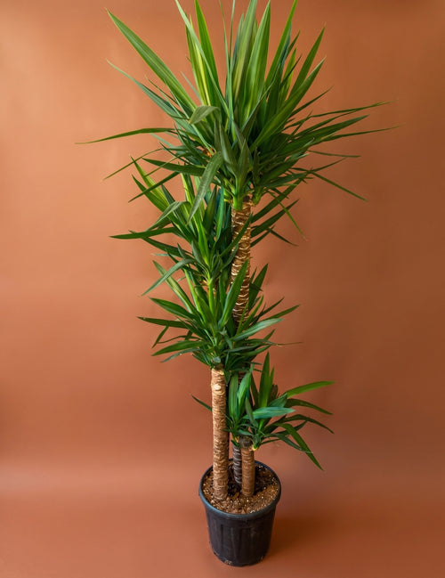 4 Gövdeli Dev Yucca (Yucca elephantipes)