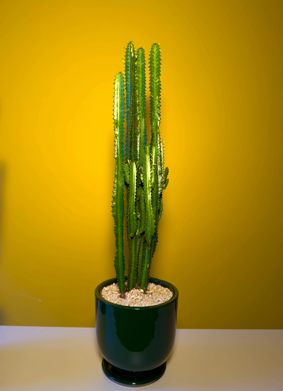 Süt Ağacı (Euphorbia trigona), 70 cm, çoklu gövde formu, görsel 7 / 8