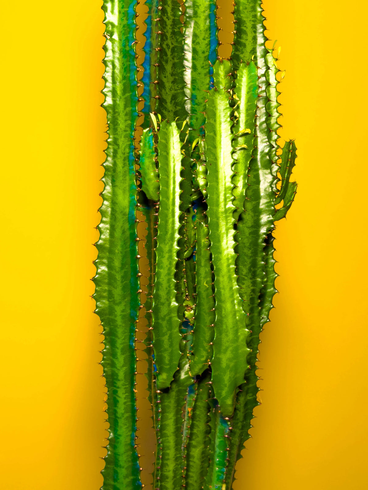 Süt Ağacı (Euphorbia trigona), 70 cm, çoklu gövde formu, görsel 3 / 8