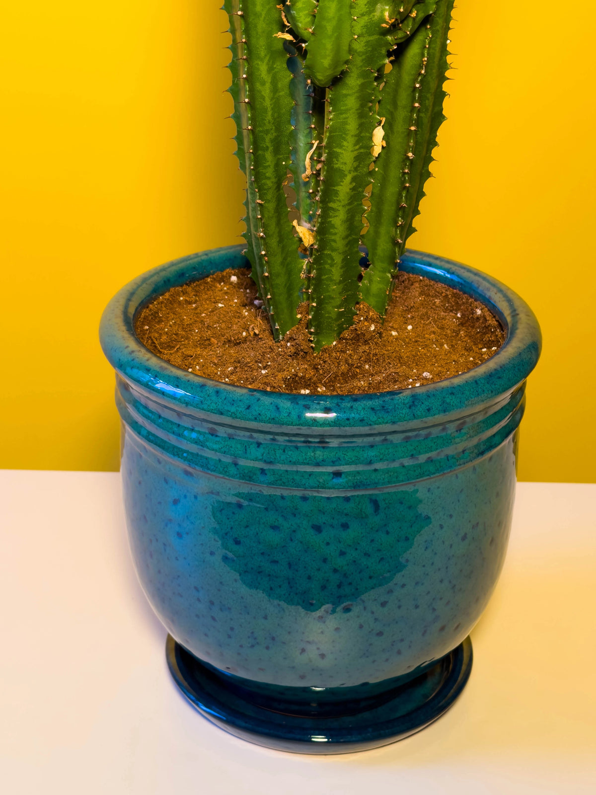 Süt Ağacı (Euphorbia trigona), 70 cm, çoklu gövde formu, görsel 5 / 8