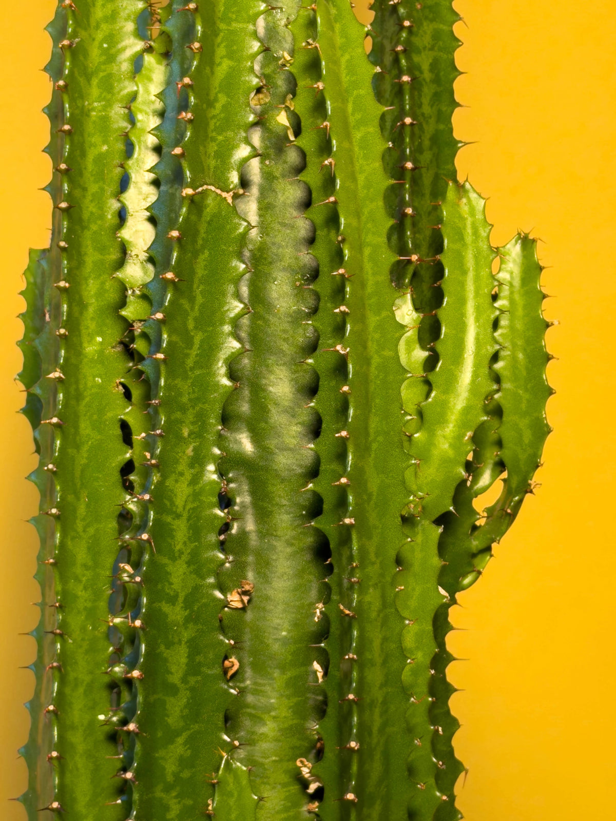 Süt Ağacı (Euphorbia trigona), 70 cm, çoklu gövde formu, görsel 6 / 8