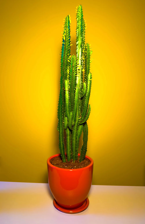 Süt Ağacı (Euphorbia trigona)