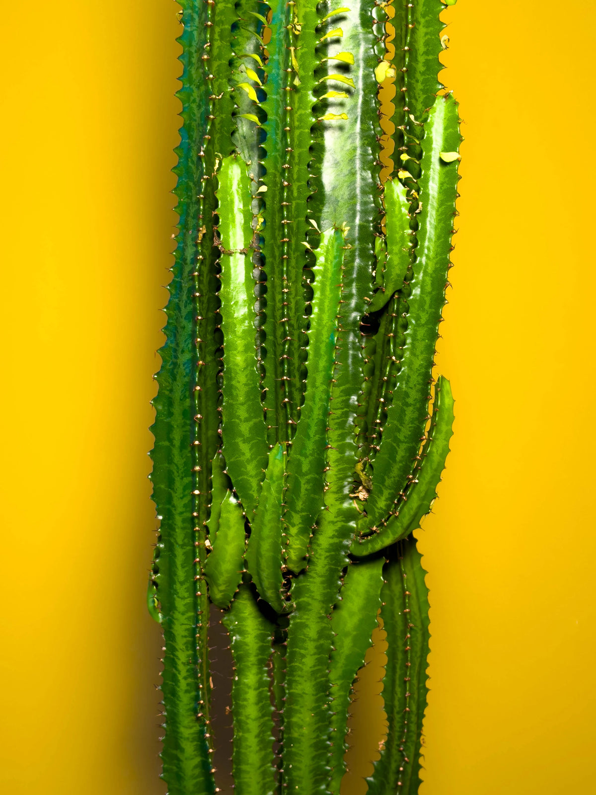 Süt Ağacı (Euphorbia trigona), 70 cm, çoklu gövde formu, görsel 8 / 8