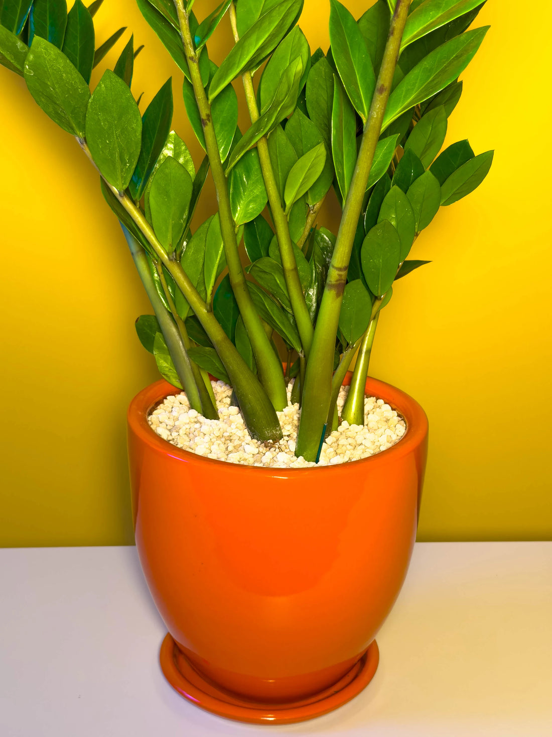Zamia bakım rehberi