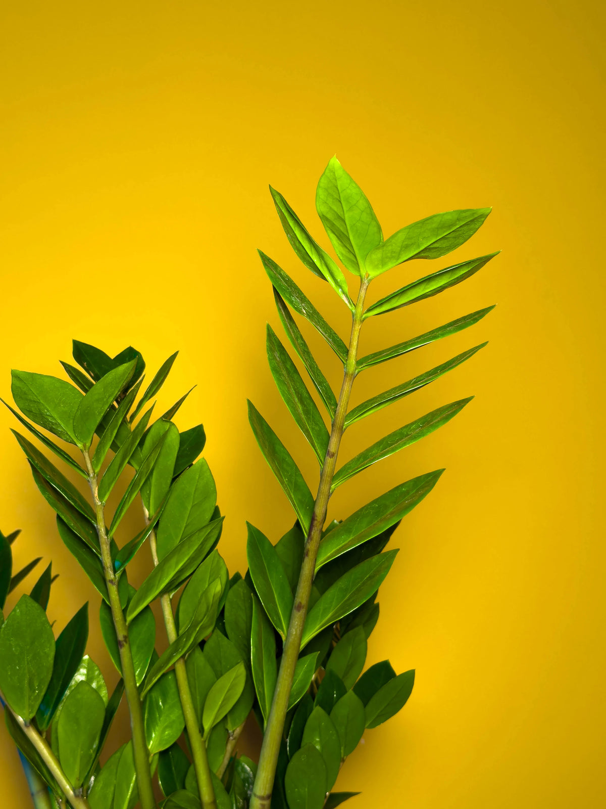 Zamia (Zamioculcas zamiifolia), 52 cm, çoklu gövde formu, görsel 3 / 8