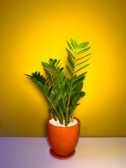 Zamia (Zamioculcas zamiifolia)