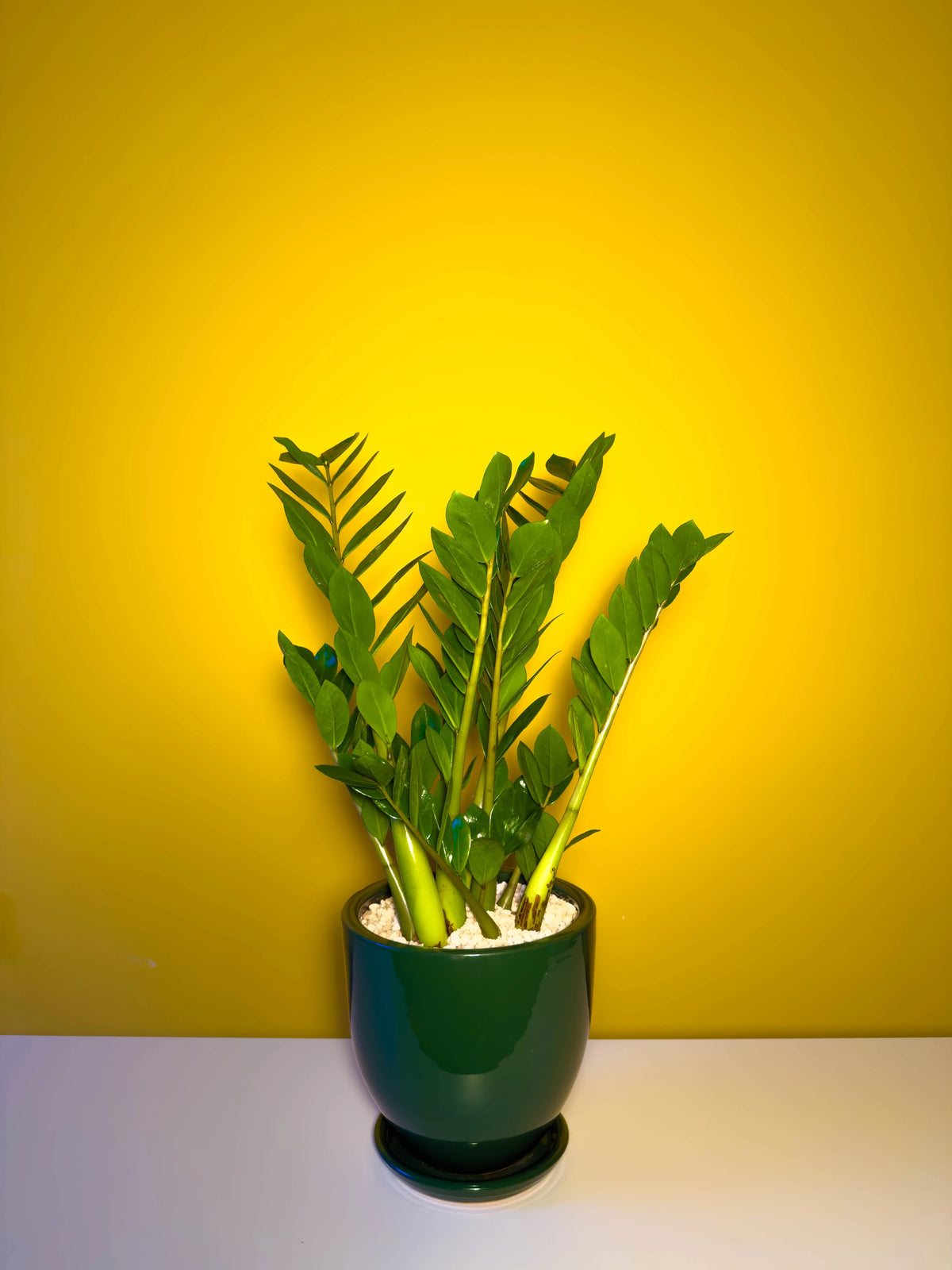 Zamia (Zamioculcas zamiifolia), 52 cm, çoklu gövde formu, görsel 7 / 8