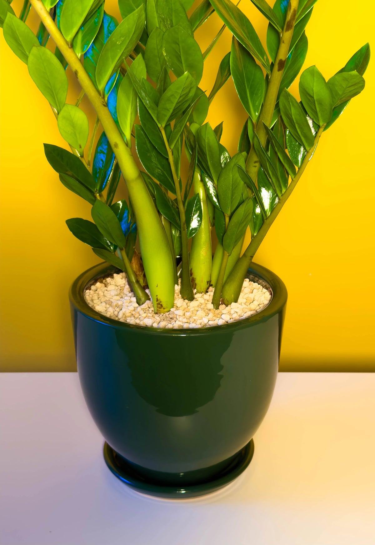 Zamia (Zamioculcas zamiifolia), 52 cm, çoklu gövde formu, görsel 8 / 8