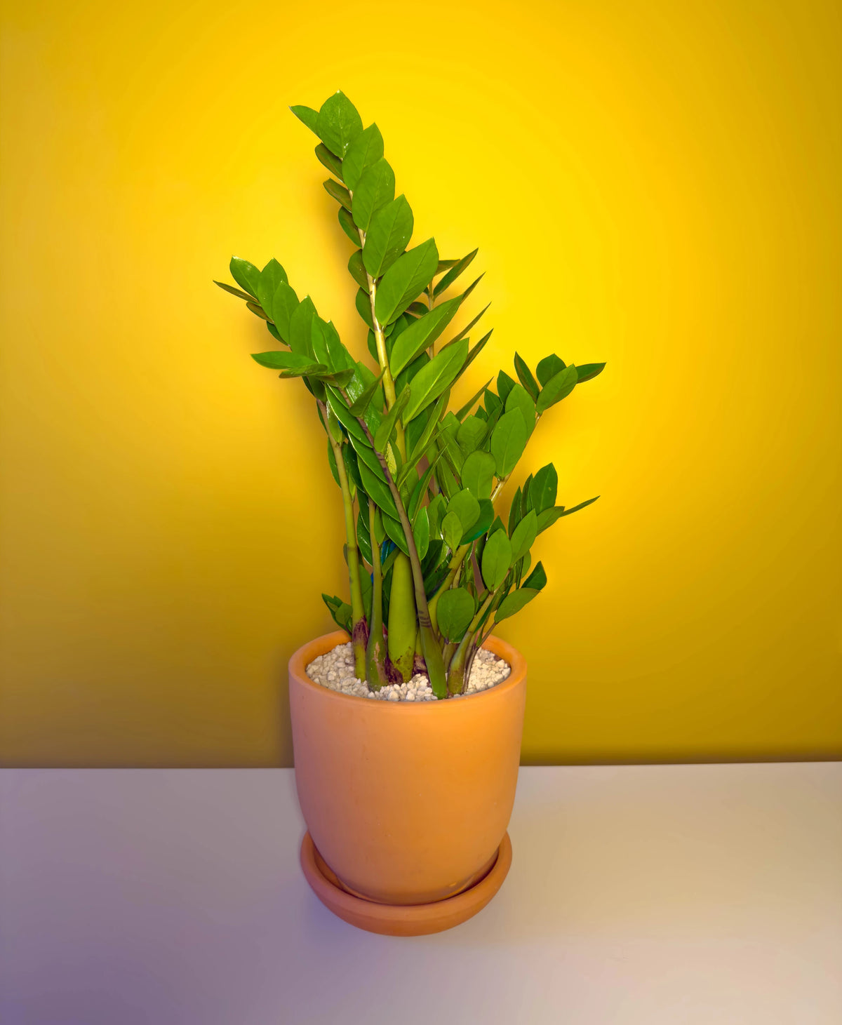 Zamia (Zamioculcas zamiifolia), 52 cm, çoklu gövde formu, görsel 4 / 8