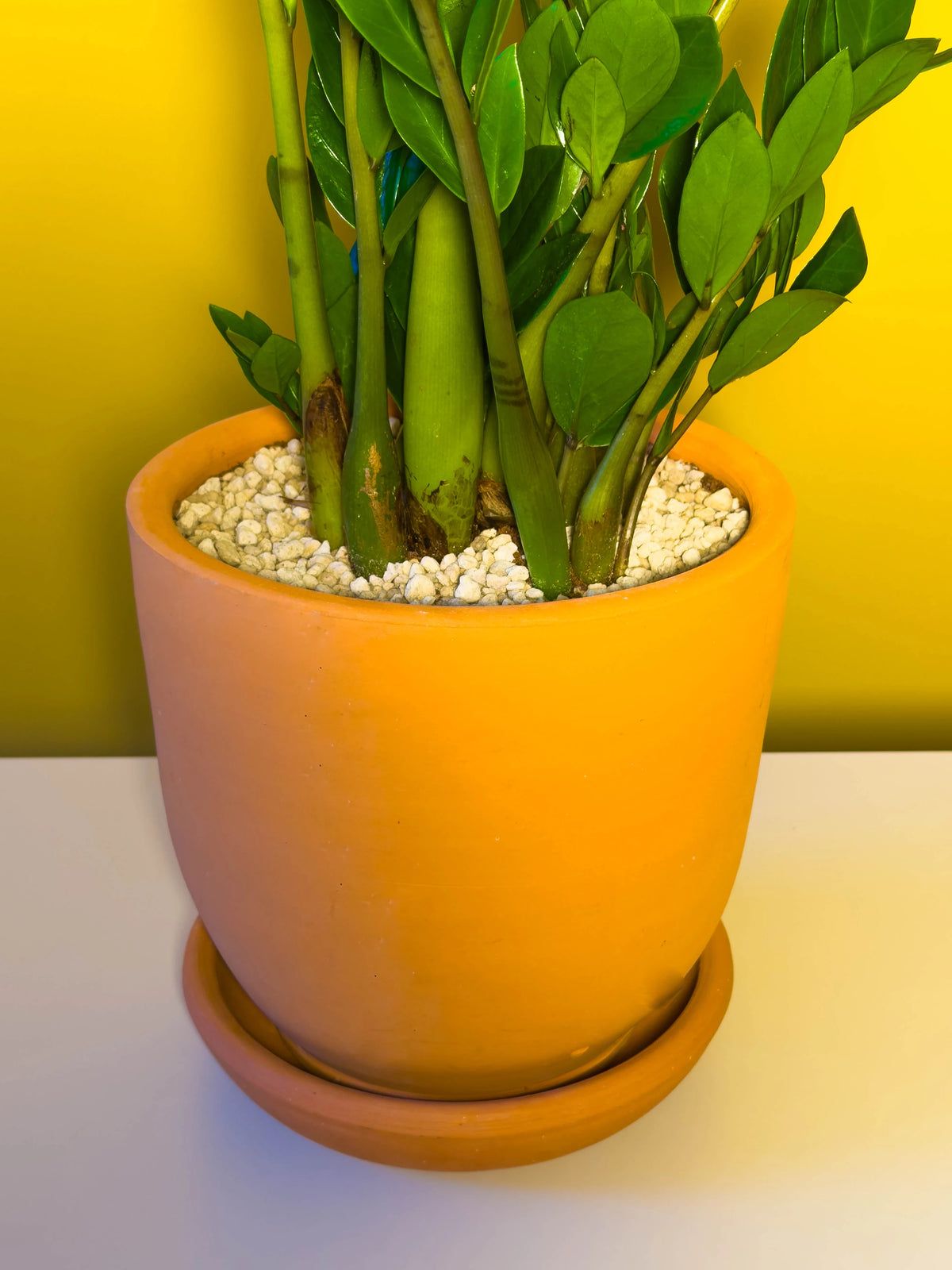 Zamia (Zamioculcas zamiifolia), 52 cm, çoklu gövde formu, görsel 5 / 8