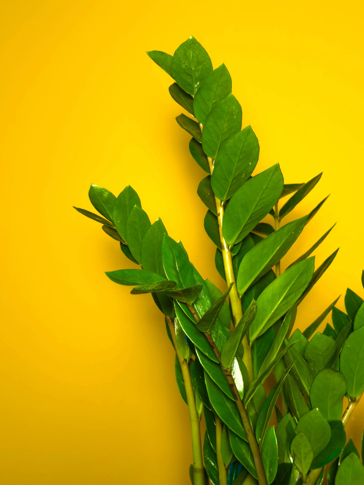 Zamia (Zamioculcas zamiifolia), 52 cm, çoklu gövde formu, görsel 6 / 8