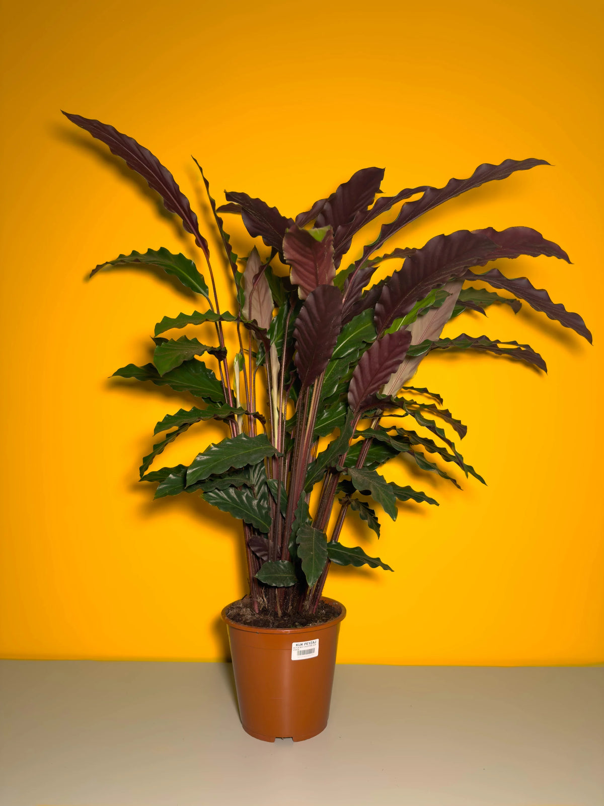 Dua Çiçeği (Calathea rufibarba), 73 cm, çoklu gövdeli dolgun form, görsel 1 / 3