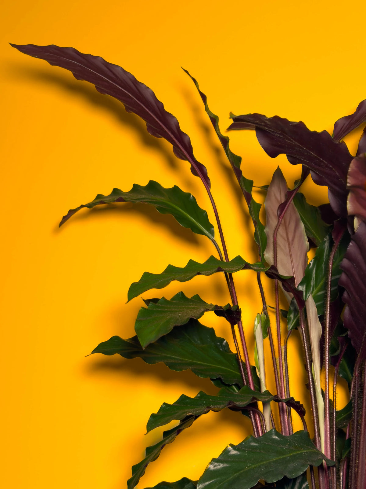 Dua Çiçeği (Calathea rufibarba), 73 cm, çoklu gövdeli dolgun form, görsel 3 / 3