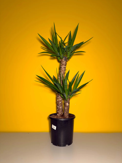 Yuka (Yucca elephantipes)