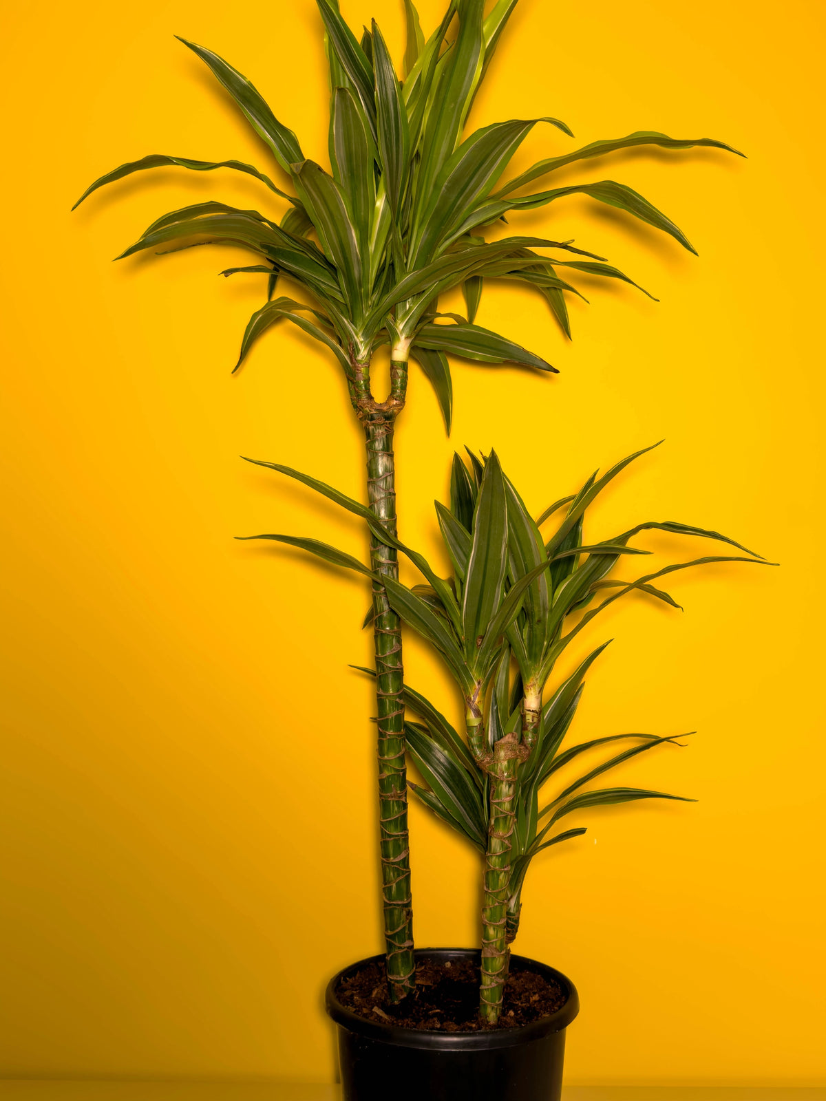 Drasena (Dracaena marginata), 100 cm, çift gövdeli form, görsel 2 / 3