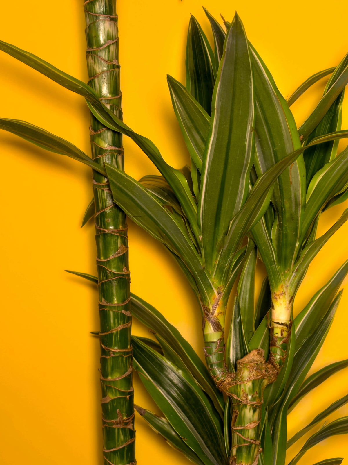 Drasena (Dracaena marginata), 100 cm, çift gövdeli form, görsel 3 / 3