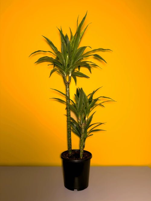 Drasena (Dracaena marginata)