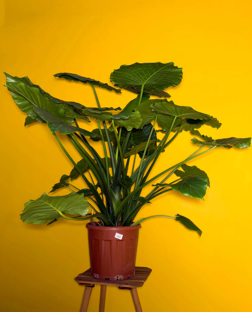 Fil Kulağı (Alocasia macrorrhizos)
