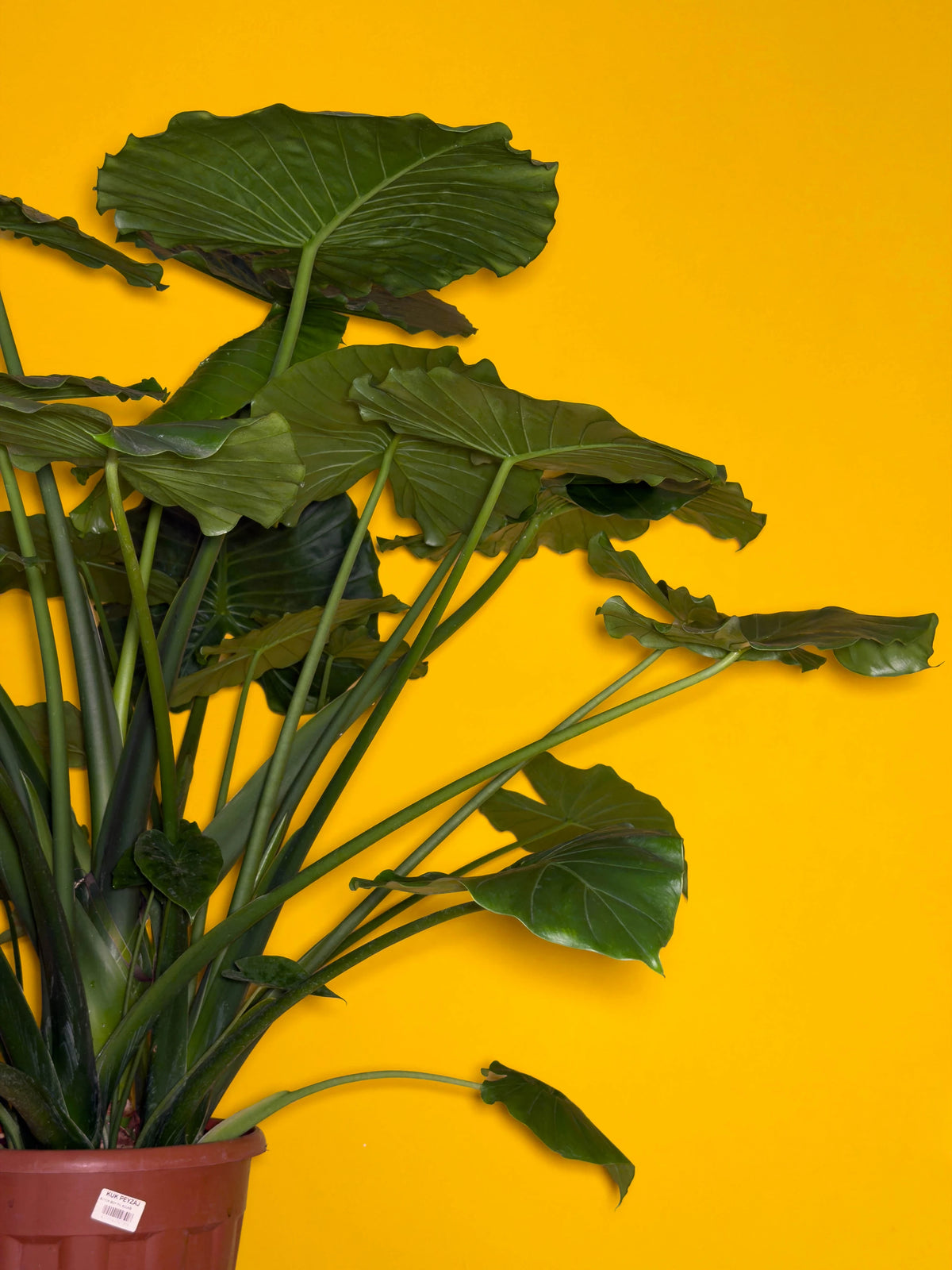 Fil Kulağı (Alocasia macrorrhizos), 100 cm, çoklu gövdeli, büyük yapraklı form, görsel 3 / 3