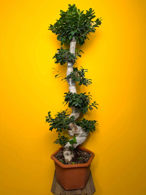 Bonsai (Ficus microcarpa)
