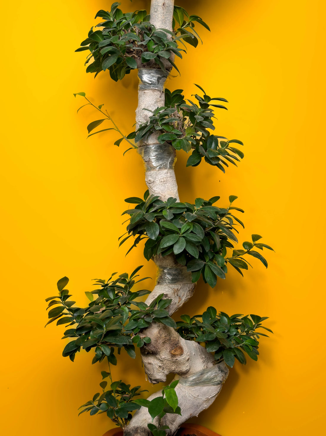 Bonsai bakım rehberi