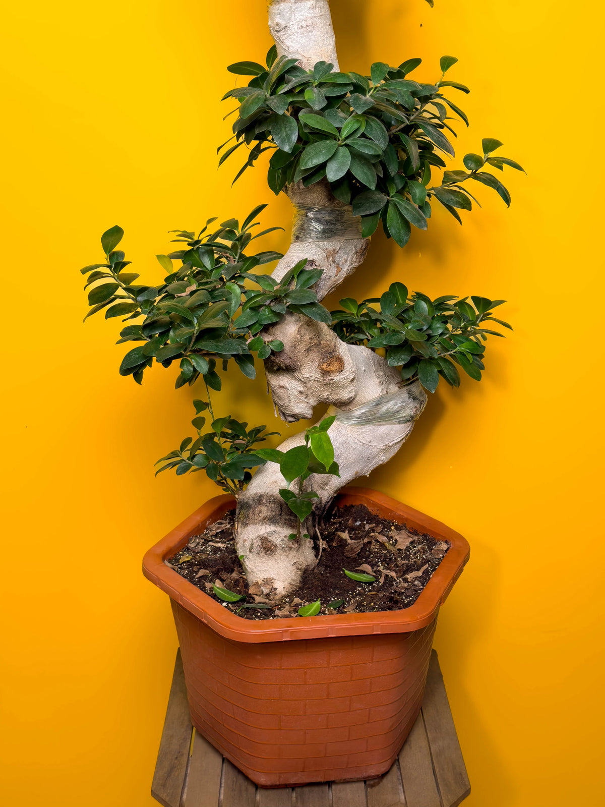 Bonsai (Ficus microcarpa), Büyük boy, 130 cm, şekilli gövdeli özel form, görsel 3 / 3