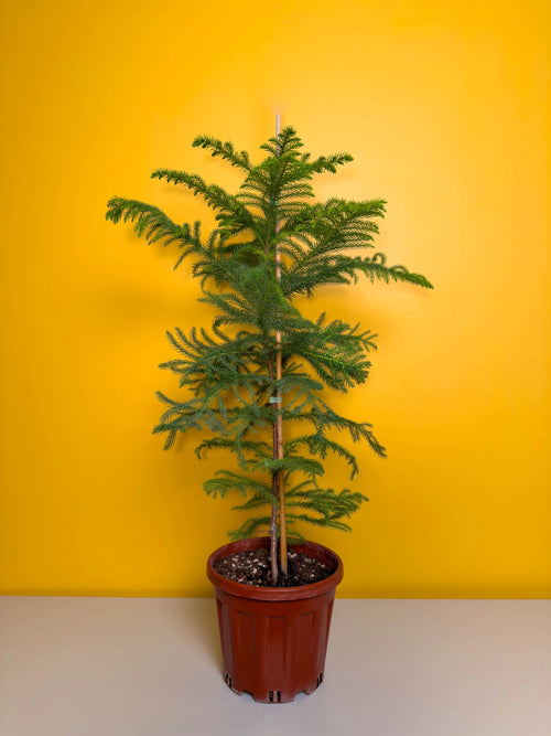 Salon Çamı (Araucaria heterophylla)