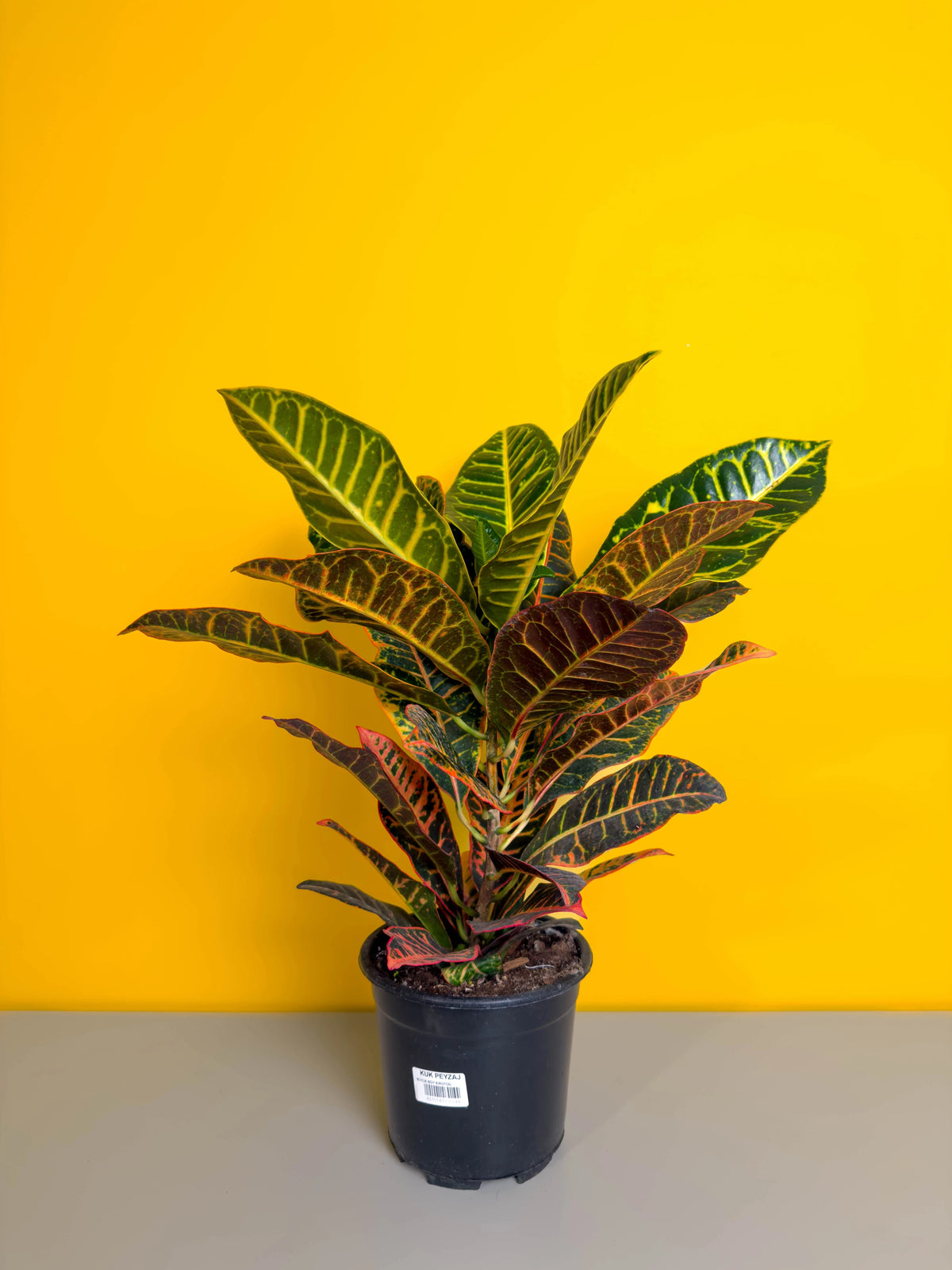 Kroton (Codiaeum variegatum), Orta boy, 55 cm, desenli, renkli gösterişli yapraklı form, görsel 1 / 3
