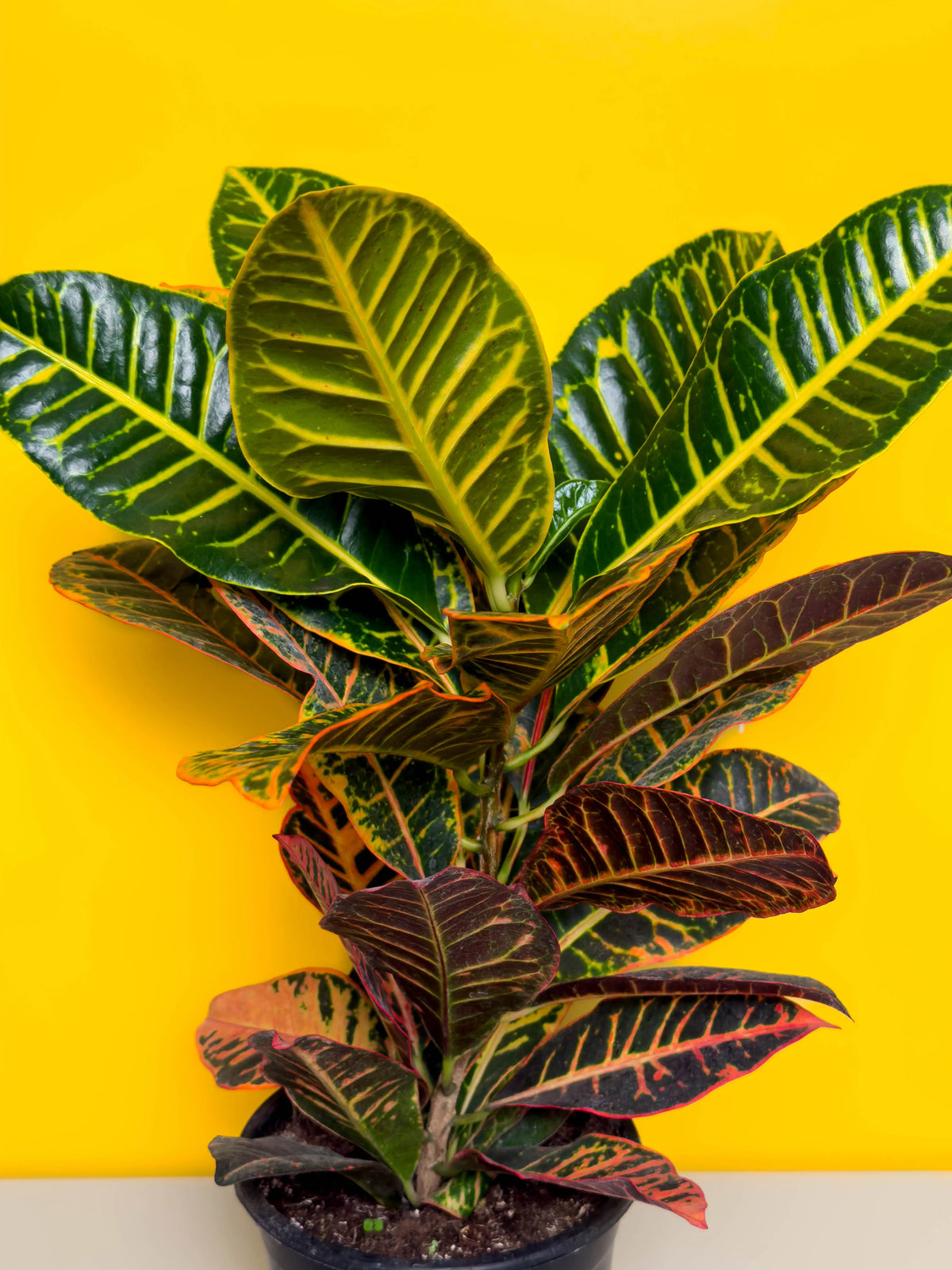 Kroton (Codiaeum variegatum), Orta boy, 55 cm, desenli, renkli gösterişli yapraklı form, görsel 2 / 3