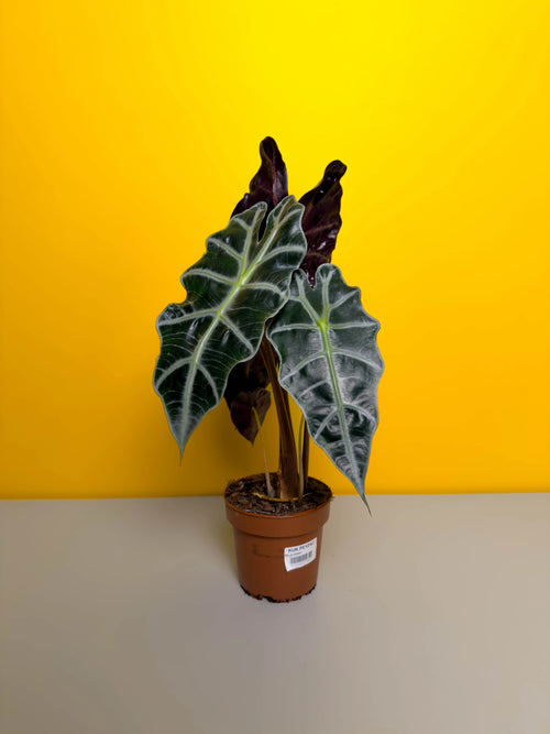 Melek Kanadı (Alocasia × amazonica)