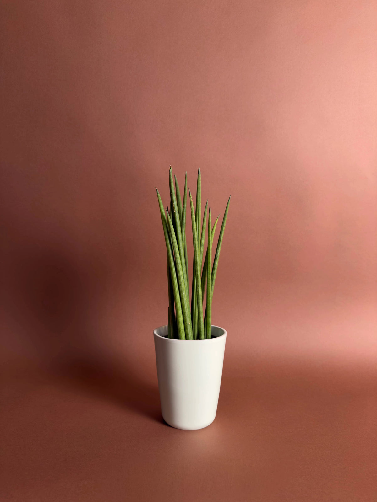 Silindir Paşa Kılıcı (Sansevieria cylindrica), 31 cm, silindir yapraklı form, görsel 2 / 2