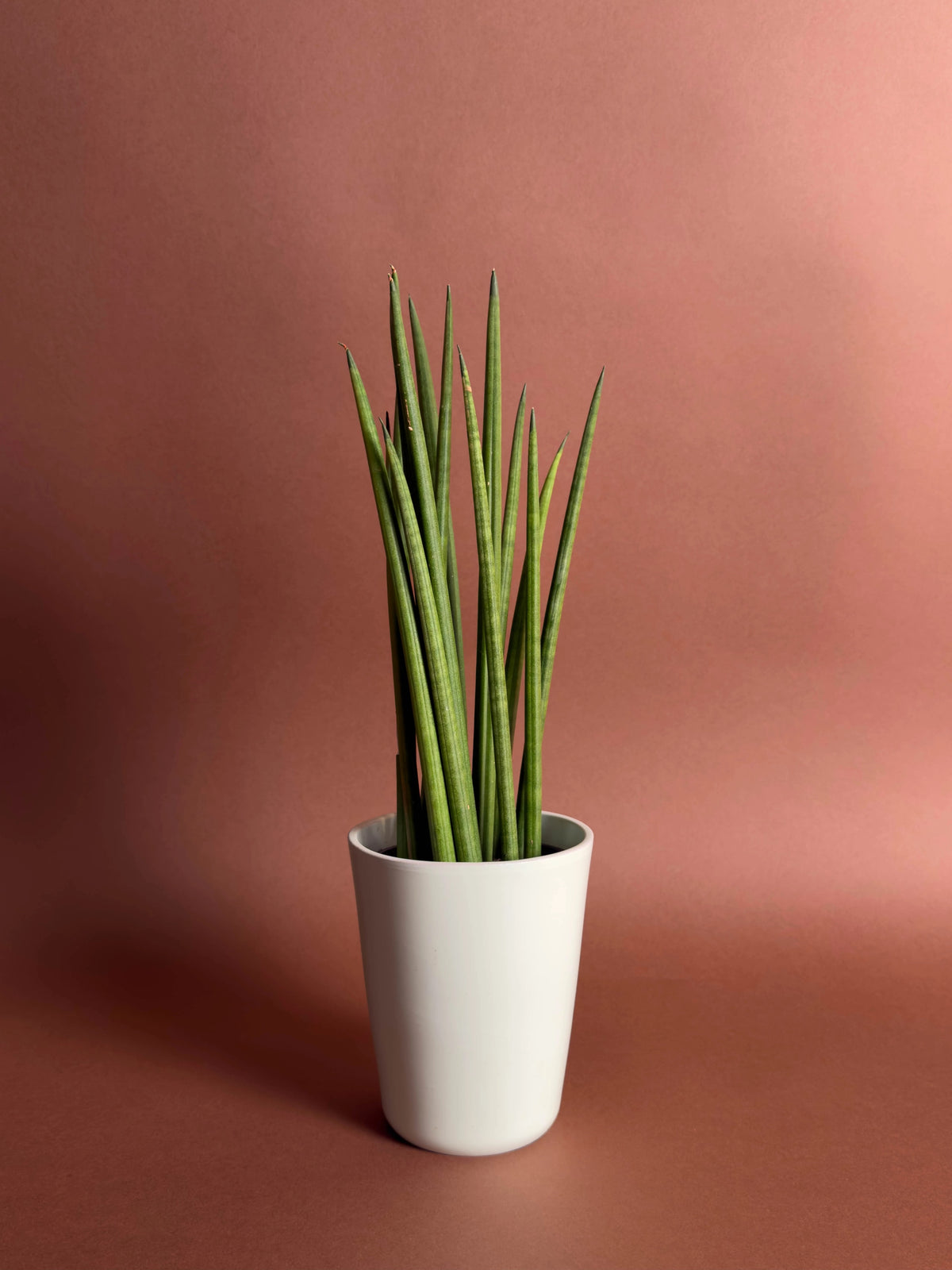 Silindir Paşa Kılıcı (Sansevieria cylindrica), 31 cm, silindir yapraklı form, görsel 1 / 2