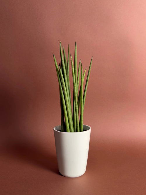 Silindir Paşa Kılıcı (Sansevieria cylindrica)