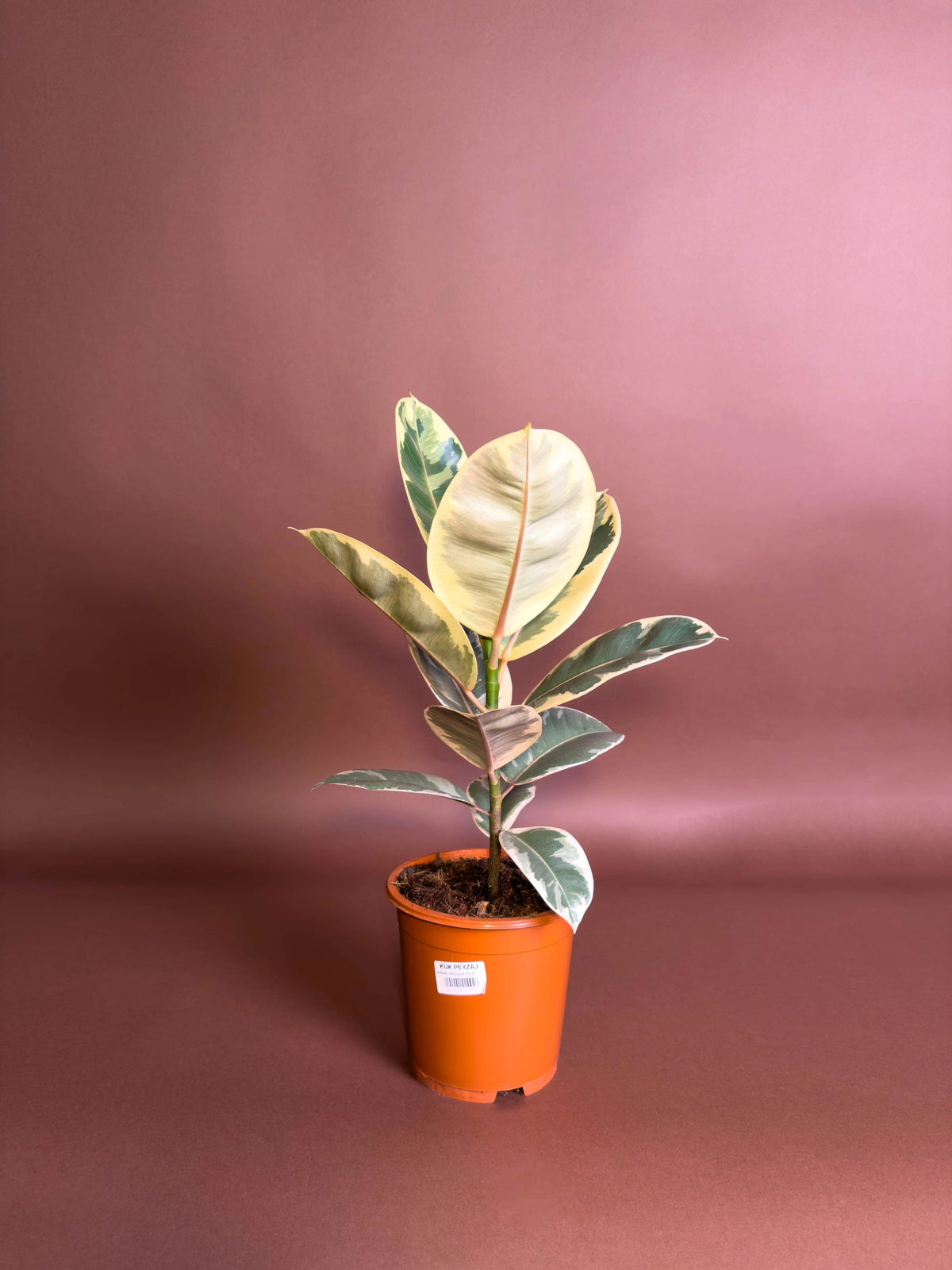 Alacalı Kauçuk (Ficus), 40 cm, desenli, renkli yapraklı form, görsel 1 / 3